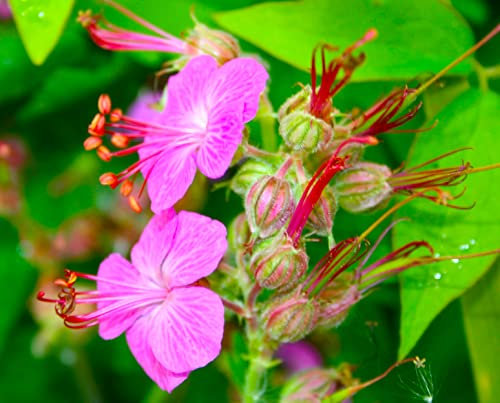 Geranium macrorhizum, Scented leaved Hardy Ground Cover Perennial for Sun or Shade in 9cm Pot