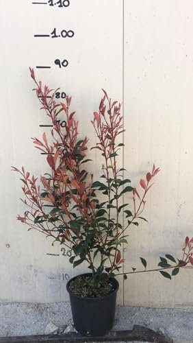 Vivaio Garden Forest 50 Piante di Photinia Robusta Compacta, Pianta da siepe, Pianta da esterno, Rosso scarlatto, Medio grande, Rapida crescita, Climi caldi e freddi, H 60CM
