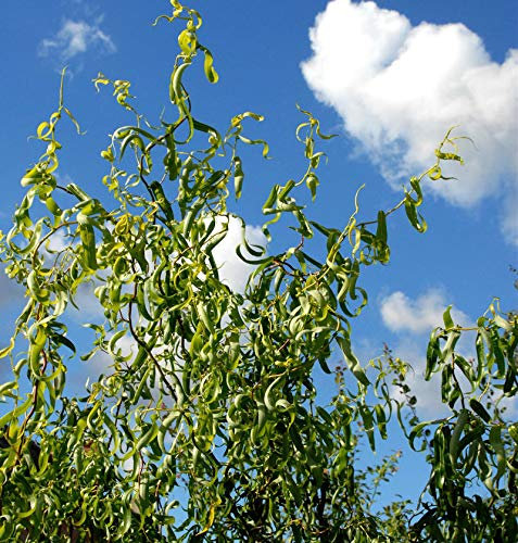 Korkenzieherweide 100-125cm - Salix matsudana