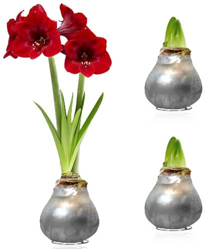 Amaryllis in Wachs Silber - 2 Wachsamaryllis Blumenzwiebeln - Wax Amaryllis Zwiebel in Großformat 26/28 - Exklusive Mischung von echte Pflanzen aus Holland - Hippeastrum (keine Samen, nicht künstlich)