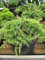 Kriechwacholder Lemon Carpet - Teppichwacholder - Juniperus communis Lemon Carpet