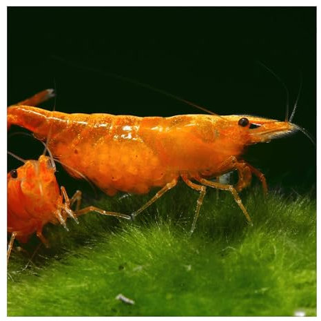AQ4Aquaristik 10 x Orange Sakura Zwerggarnele, Neocaridina davidi, Orange Sunkist Garnele, für Einsteiger, leicht zu pflegen und zu züchten