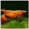 AQ4Aquaristik 10 x Orange Sakura Zwerggarnele, Neocaridina davidi, Orange Sunkist Garnele, für Einsteiger, leicht zu pflegen und zu züchten
