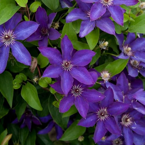 Clematis 'The President'. 9cm Plant x 2. Large, Purple-Blue Flowers. Climbing Perennial for Trellis & Arches. Available from Bedwen Plants