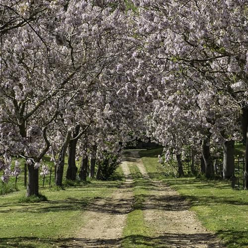 400 Pcs Paulownia Samen - Paulownia Tomentosa - Immergrüne Pflanzen Winterhart, Bienenweide Saatgut Mehrjährig Paulownia Baum, Kiribaum Pflanze Samen, Zimmerpflanzen Echt Samen, Winterharte