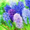 (Bulbi Giacinto In Vaso,Giacinto D Acqua Pianta,Giacinto Bulbo,Giacinto Bulbi,Bulbo Giacinto)-Fiori Da Giardino-8Bulbi-c