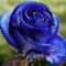 Benoon Rosenblumensamen, Blue Black Rose Seeds, 1 Beutel Blue Black Rose Seeds Nicht Gentechnisch Veränderte Produktive Kleine Topfrosenblumensamen Für Den Garten Blau Schwarz Rosensamen