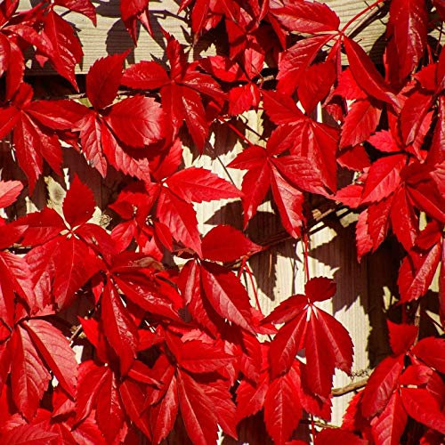 Virginia Creeper Parthenocissus quinquefolia 20 SEMI