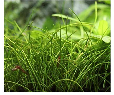 Stk - 15x Eleocharis acicularis Nadel Sumpfbinse Aquarium Pflanzen - Samen A323 - Seeds & Plants Shop by Ipsa