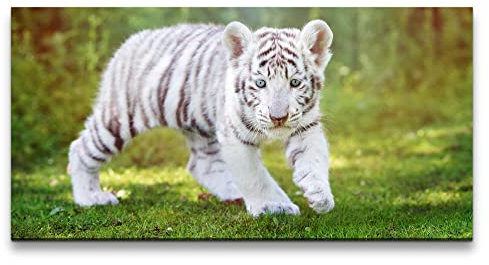 Paul Sinus Leinwandbild 120x60cm Kleiner weißer Tiger Süß Kätzchen Niedlich