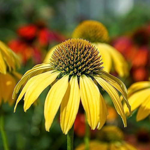 200 Samen Echinacea Pflanze Blumen, Hochbeet Echinacea purpurea Blumen Samen, Plants Topfpflanzen Echt, Outdoor Pflanzen Blumen Für Balkon, Bio Saatgut Wildblumen, Winterharte Stauden
