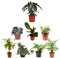 Pack Plantas Interior Bicolores V: Alocasia Amazónica, Tradescantia, Maranta, Hiedra Variegata, Tronco de Brasil, Scindapsus, Potho y Dieffenbachia
