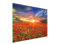 DarHaus Planche à découper en verre Ceranfeld 1 pièce 52 x 40 cm, plaque de découpe en verre, protection anti-éclaboussures, plaque en verre universelle, cuisine, Paysage Coquelicots