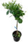 Pomelero en Maceta Grande Árbol Frutal Natural para Huertos y Jardines