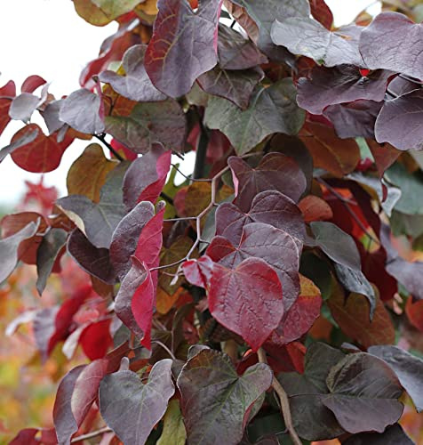 Kanadischer Judasbaum Merlot 40-60cm - Cercis canadensis - lebende Gartenpflanze aus den Baumschulen