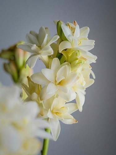 Bulbes de tubéreuse, fleurs nacrées, bulbes à fleurs, naturels et biologiques, purs, résistants à l'hiver, rustiques vivaces, intérieur décoratif-10 bulbes-A