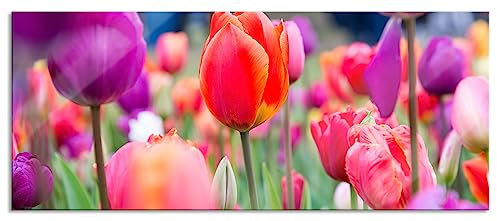 Pixxprint Glasbild Panorama, Wandbild aus Echtglas, Bunte holländische Tulpen Nahaufnahme, 100x40 cm, inkl. Aufhängung und Abstandshalter