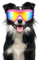 Hundebrille, Winddichte Hundebrille Augenschutz für Haustiere mit Verstellbarem Riemen für Mittelgroße und Große Hunde, Schützt Vor Wind, Sonne, Schnee, Regen, Nebel und Sand