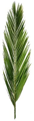 decopoint Echter Phönix Palmwedel/Palmblatt - konserviert, getrocknet, ca. 120cm lang