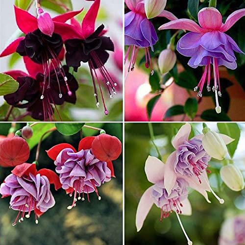 Generic Semi di fucsia ibrida, 200 pezzi/borsa Semi di fucsia ibrida Colture a crescita rapida Colture dai colori vivaci Giardino Piante non OGM Semi per cortile Semi di fucsia ibrida
