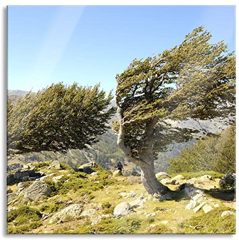 Pixxprint Glasbild, Wandbild auf Echtglas, Schiefer Baum, 40x40 cm, inkl. Aufhängung und Abstandshalter