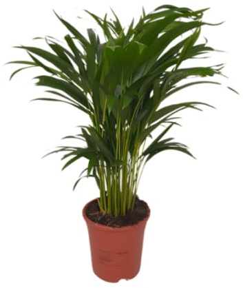 Goldfruchtpalme | Dypsis lutescens | ca. 40-50 cm | ø 12-15 cm Topf | Pflegeleichte Zimmerpflanzen für Wohnung und Büro | Qualität vom Pflanzen Profi | Ideale Raumbegrünung
