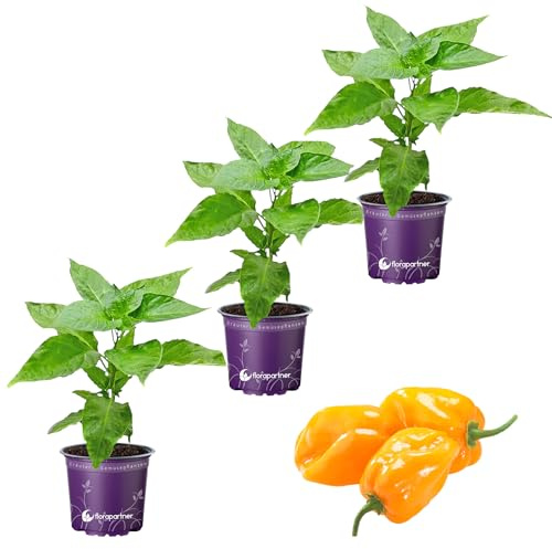 Habanero Chili Calita Orange Chili Pflanze 3er Set