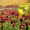 Sedum Graines Mélangé - Green Roof - 100 graines