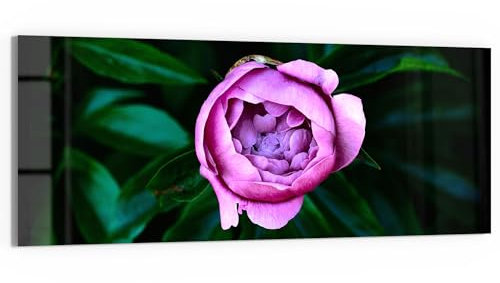 DEQORI Glasbild Acrylglas | Motiv Rosa Blütenzauber | horizontal einteilig 125x50 cm | schöne Dekoration | Wandbild für Wohnzimmer, Schlafzimmer, Flur & Küche | moderne Wanddeko