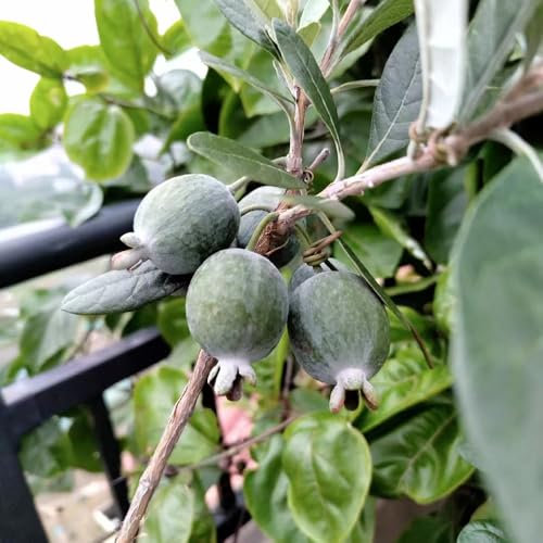 obstbaum samen winterharte kübelpflanzen winterharte pflanzen für garten, immergrüne kübelpflanze winterhart, balkon pflanzen winterhart draußen winterharte stauden exotische samen 30pcs