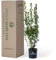 PIANTE MARCONI- Pianta di Laurus Nobilis vera vaso 18 altezza 80-100cm