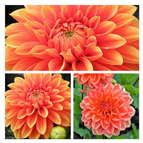 Decorative Dahlia 'Orange Nugget' Tuber.Pretty Orange Flowers Grade I (3) Easy to Grow