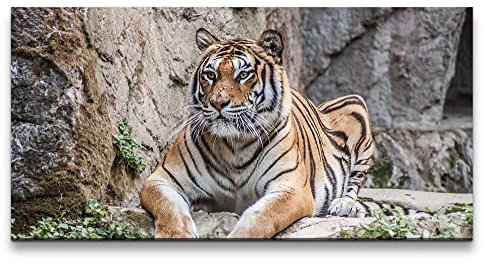 Paul Sinus Leinwandbild 120x60cm Tiger Raubkatze schönes Tier Großkatze Kraftvoll