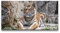 Paul Sinus Leinwandbild 120x60cm Tiger Raubkatze schönes Tier Großkatze Kraftvoll