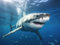 adrium Poster-Bild 120 x 90 cm: ein Hai, der unter Wasser schwimmt (210343976)