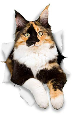 Winston & Bear 3D Cat Stickers - 2 Pack - Calico Stickers for Wall, Fridge, Toilet and More - Vinyl, Multicolor, Naturalistic, Crystal Finish