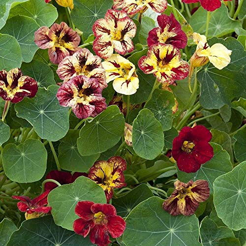 JustSeed - Flower - Nasturtium - Bloody Mary - 20 Seeds