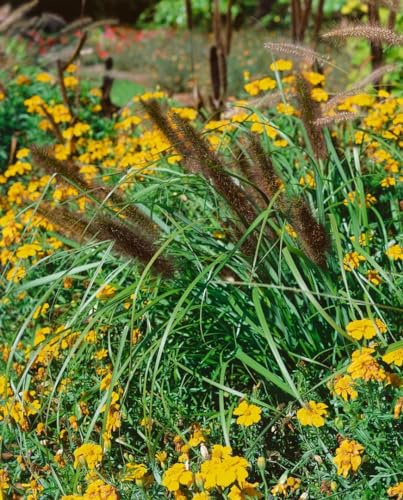 Pennisetum alopecuroides 'Red Head' 11x11 cm Topf – Winterhart, Mehrjährig, Pflegeleicht – Lampenputzergras – Ziergras für Beet & Kübel