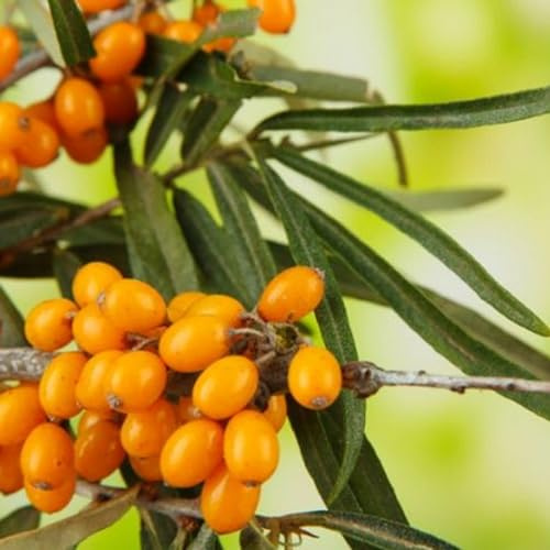 50 Samen Sanddorn (Hippophae rhamnoides) reproduzierbar unbehandelt