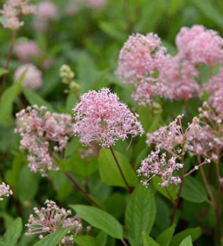 Hochstamm Säckelblume Marie Simon 80-100cm - Ceanothus pallidus - lebende Gartenpflanze aus den Baumschulen