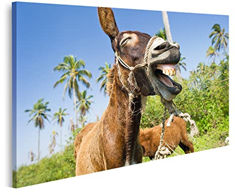 islandburner Prime Bild auf Leinwand Esel Lustige Tiere Esel Lustige Tiere Glücklich Humorvolle Esel Lachen Bilder Wandbilder Poster
