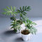 20 piezas semillas de plantas de filodendro - semillas de plantas, regalo de jardín (Filodendro selloum) planta trepadora, plantas de balcón resistentes regalo de semillas, jardín