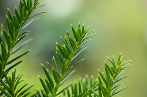 Eibe Taxus baccata Overeynderi 45-50 cm Kugel immergrün winterhart