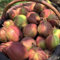 Semillas resistentes del peral, comprar arboles, semillas de arboles balcón de plantas, plantas de jardín Los árboles frutales enanos son resistentes. semillas de plantas, semillas de 15pcs