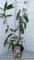 Prunus tomentosa - Cerisier tomenteux 30-40 cm en pot
