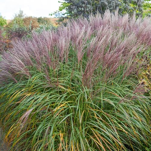 Chinesische Miscanthus Malepartus 2L - Pflegeleicht und wartungsfreundlich