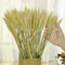 TooGet Ramo de Hojas de Trigo Secas para Arreglo Floral, 100 Unidades de Espigas de Trigo Naturales, Ramo de Hierba Seca, Decoración para el Hogar, Bodas, Tienda Decorativa