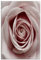 decomonkey - Impression sur Toile Intissé Nature 40x60 1 Pièce - Tableau Décoration Appartement Cadre en Bois Déco Salon Peinture sur Toile Maison Fleurs nature pastel plantes roses rose texture