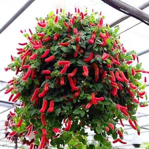 300 pcs Grünlilien samen- pflanztöpfe robuste balkonpflanzen winterhart Chlorophytum comosum kräuterlinge pflanzensamen zimmerpflanzen grünpflanzen indoor garden luftreinigende zimmerpflanzen