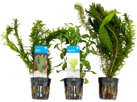 Bloomique - 3er Set - Aquarium Pflanzen Echt - Aquarium Zubehör - Wasserpflanzen - Reinigend - Sauerstoff - Wasserpest, Wassernabel, Sumpffreund - Höhe 15-20 cm